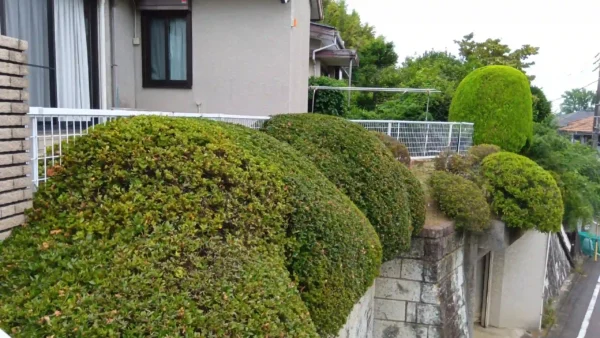 【川崎市多摩区の剪定事例】ツツジの花付きを保証！コニファー・ツツジの美しさと健康を守る年2回定期管理