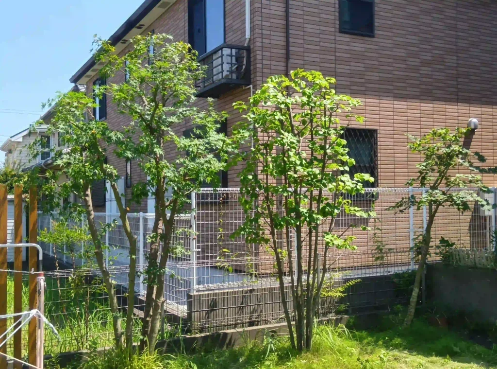 東京都稲城市の庭。透かし剪定を実施し、自然樹形を活かして明るく軽やかに整えられたモミジとトキワヤマボウシ。
