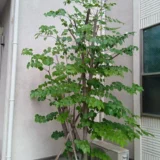 【横浜市青葉区の剪定事例】ヤマボウシを半分に強剪定！徒長枝を抑えて美しい樹形に戻すプロの再生術