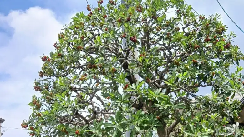 プロの剪定で美しく整えられたヤマモモの木。庭園管理に関する「よくある質問」に明確に回答し、お客様の疑問を解決