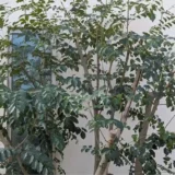 川崎市麻生区にあるシマトネリコの剪定作業完了後の写真