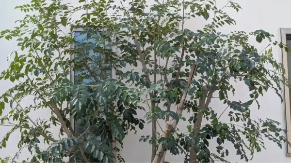 【川崎市麻生区の剪定事例】シマトネリコの剪定を1本から丁寧に対応します