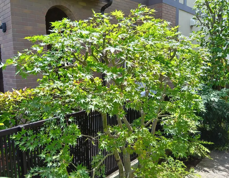 川崎市宮前区で剪定を終えたモミジの写真