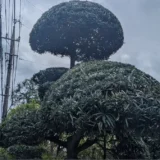 川崎市多摩区で玉散らしに剪定されたマキの木の作業完了後の様子