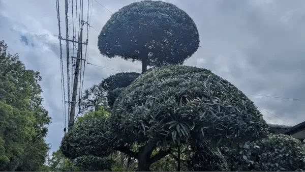 【川崎市多摩区剪定事例】口コミをきっかけにご依頼!マツ・ツバキ・ウメを丁寧に整えた植木屋涼風の和風庭園剪定