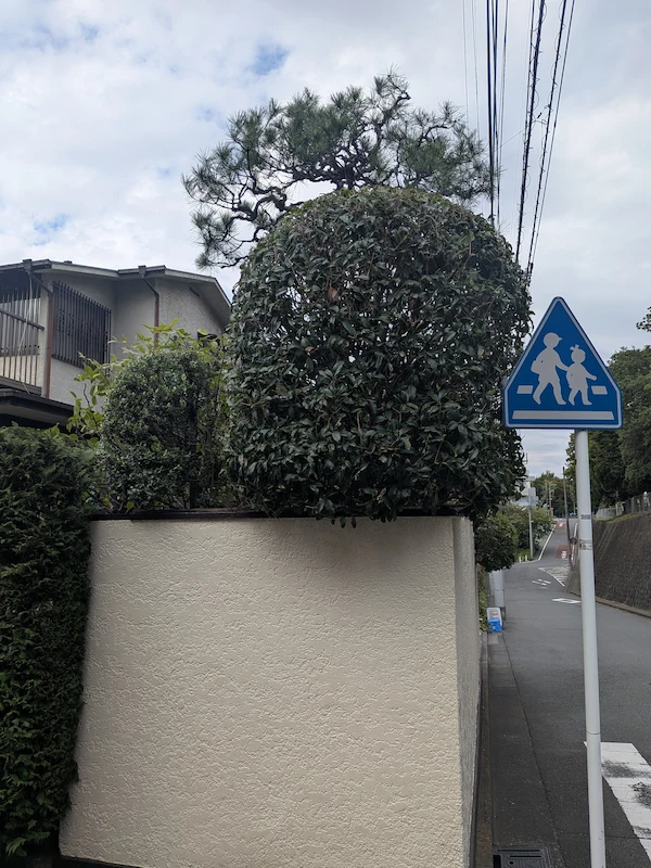 川崎市多摩区の庭で、キンモクセイと松の木の両方を剪定した後の写真。異なる樹種が美しく整っている。