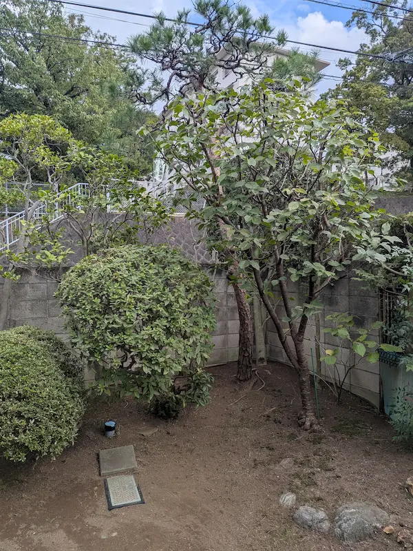 川崎市多摩区の庭。手前の桜と奥の松の木を剪定し、手入れが行き届いた庭全体の景観。