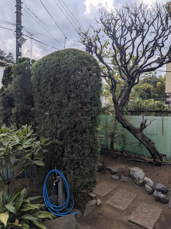 川崎市多摩区の庭で、生垣にも使われるカイズカイブキと梅の木の剪定を完了した後の写真。