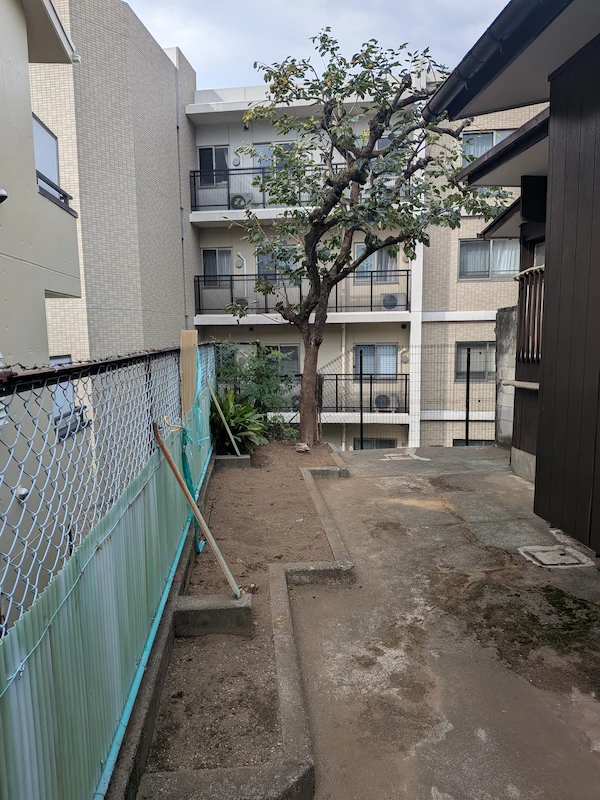 川崎市多摩区の庭木、柿の木の剪定後の様子。翌年の実付きを考慮し、バランスよく枝が透かされている。