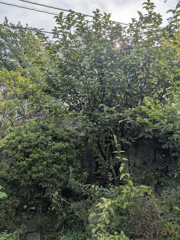 川崎市多摩区の広い庭。手前の桜と奥の松の木が伸び放題になり、庭全体の景観と管理性が損なわれている剪定前の状態。