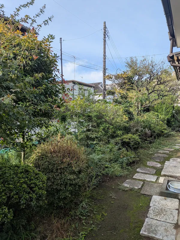 川崎市多摩区の主庭全体。奥の梅の木も含め、植栽全体が繁茂し日当たりが悪くなっている剪定前の状態。