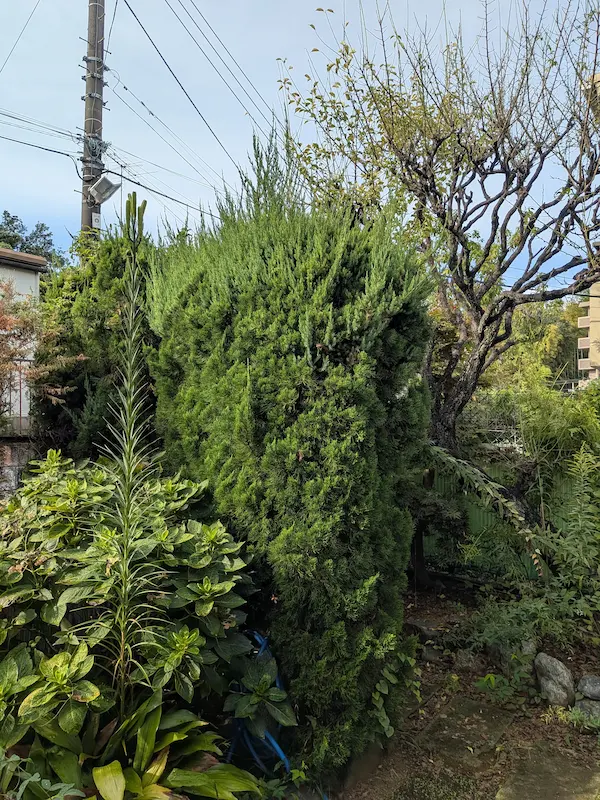 川崎市多摩区の庭。生垣に使われるカイズカイブキと梅の木が伸びて、庭が狭く感じられる剪定前の状態。