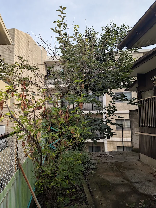 川崎市多摩区の庭に立つ柿の木。枝が密集しすぎて日が当たらず、実付きが悪くなることが懸念される剪定前の状態。
