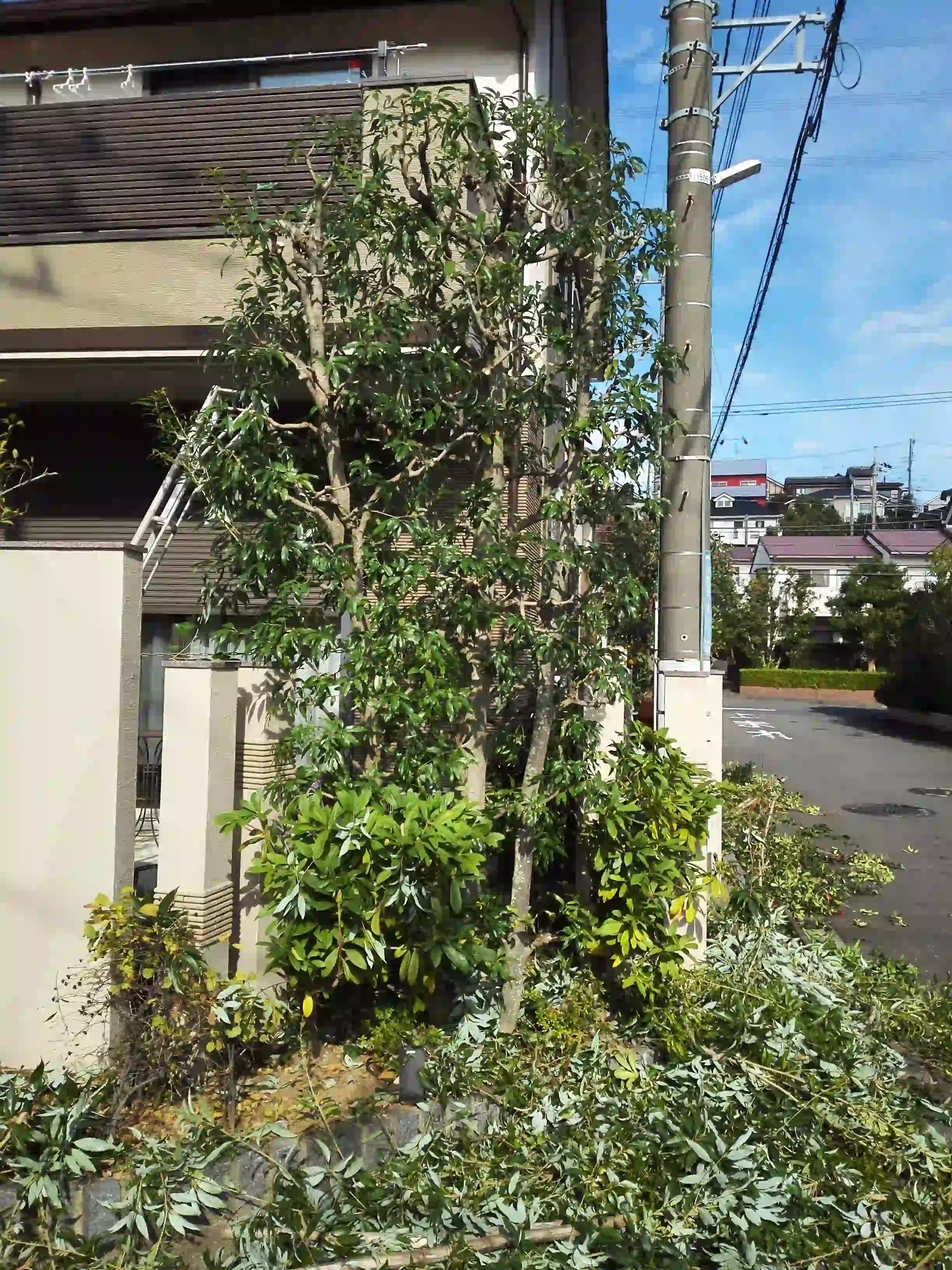 戸建て住宅前で庭木を剪定している途中の様子。枝を切った後の葉が地面に広がり、高木の形を整えている最中。