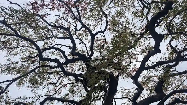 空に向かって力強く伸びる剪定されたモミジの枝。当社の理念と成長への想いを象徴