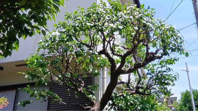 プロの技術による剪定後のウメの木。透明性の高い料金と高品質な庭園管理サービスをご提供