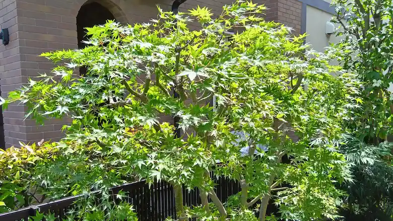 プロの剪定プロセスを経て美しく仕上がったモミジ。簡単・安心なご利用の流れで理想の庭園を実現