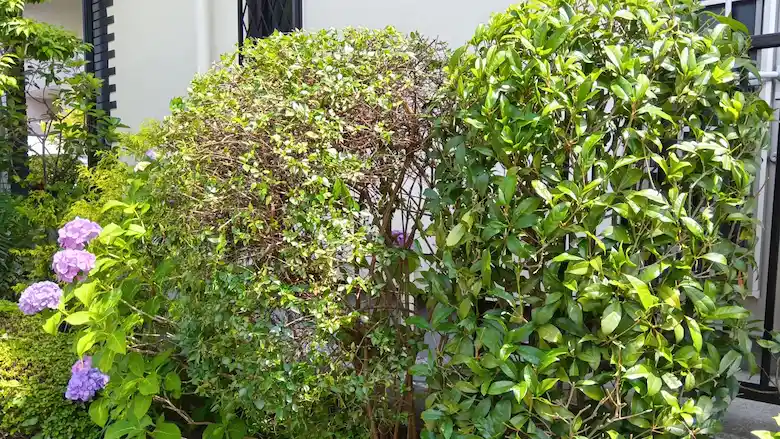 プロの刈り込み剪定で美しく整えられた庭の風景。広範な営業範囲で高品質な庭園管理サービスを提供中