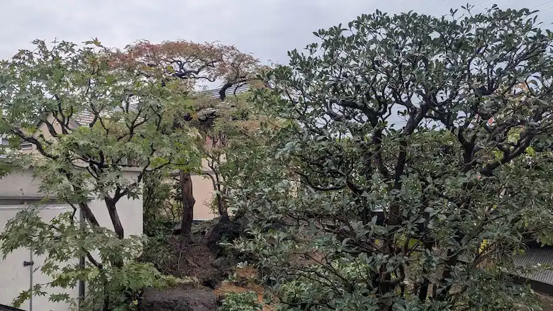 プロの技術で美しく剪定された、モミジとモッコクが映える高品質な和風庭園の庭木剪定サービス