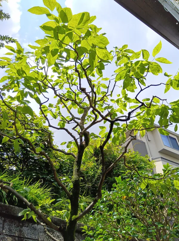 横浜市青葉区にあるハナミズキの剪定作業後の写真