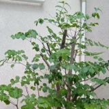 横浜市青葉区にあるヤマボウシの木の剪定作業完了後の写真