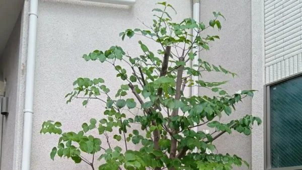 【横浜市青葉区の剪定事例】ヤマボウシを半分に強剪定!徒長枝を抑えて美しい樹形に戻すプロの再生術