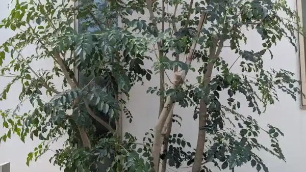 川崎市麻生区下麻生のシマトネリコ剪定事例｜伸びすぎ・樹形崩れを丁寧なお手入れで解消【植木屋涼風】