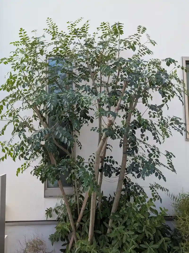 川崎市麻生区でシマトネリコを剪定し、高さを抑えてスッキリと仕上げた作業後の様子