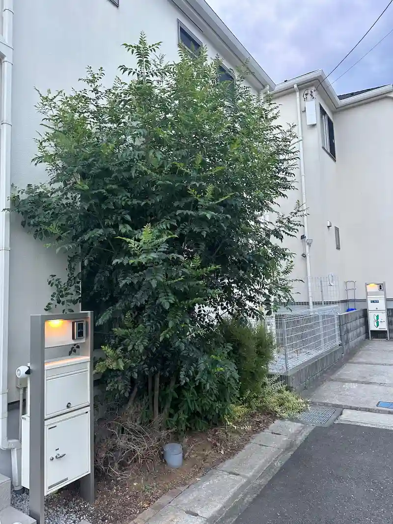 川崎市麻生区でのシマトネリコ剪定作業前の大きく茂った様子