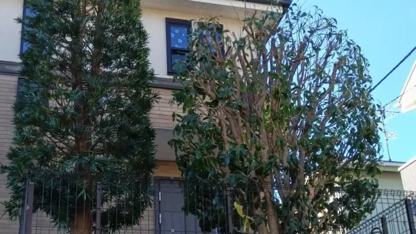 横浜市青葉区あざみ野の庭木剪定事例｜10年放置のマキ・キンモクセイ・レッドロビンを再生【植木屋涼風】