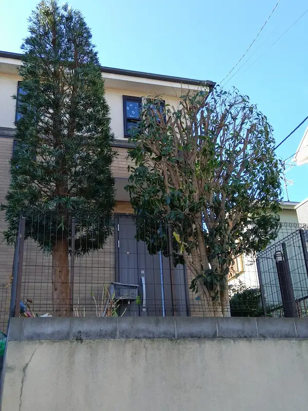 横浜市青葉区あざみ野での剪定完了後。マキとキンモクセイの形を綺麗に整えた仕上がり