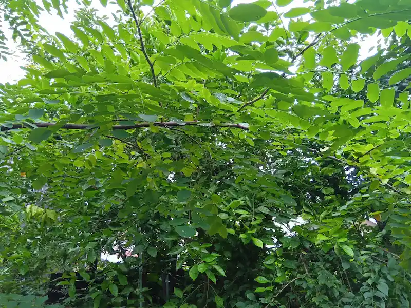 お庭の360度撮影（2/3）。生垣と雑草が混在し、手入れが困難になったお庭の角の剪定前写真