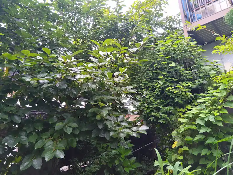 お庭の360度撮影（1/3）。柿の木の枝葉が茂り、日当たりや風通しを遮っている剪定前の状態