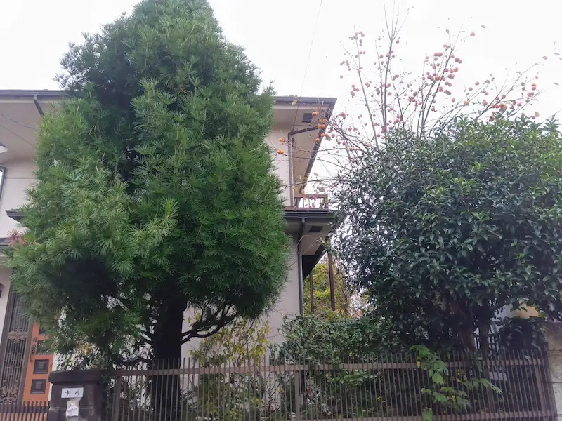 川崎市麻生区東百合丘の現場にて、道路側から確認した庭木の伐採作業前の様子