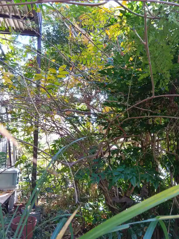 川崎市麻生区東百合丘のお庭における、庭木の伐採作業前の様子