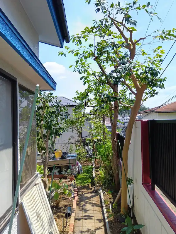 川崎市麻生区で庭への通路を剪定。枝を整理して視界を確保し、明るく歩きやすい動線に改善した様子