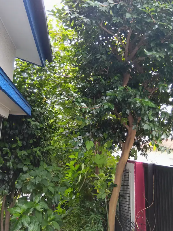 川崎市麻生区での剪定前。庭への通路が伸びた枝葉で覆われ、通行しにくくなっている様子