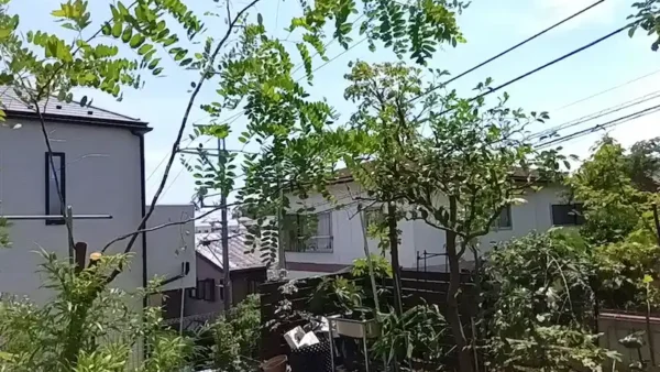 川崎市麻生区王禅寺東の放置庭の再生事例｜10数年ぶりに光が届く庭へ【植木屋涼風】