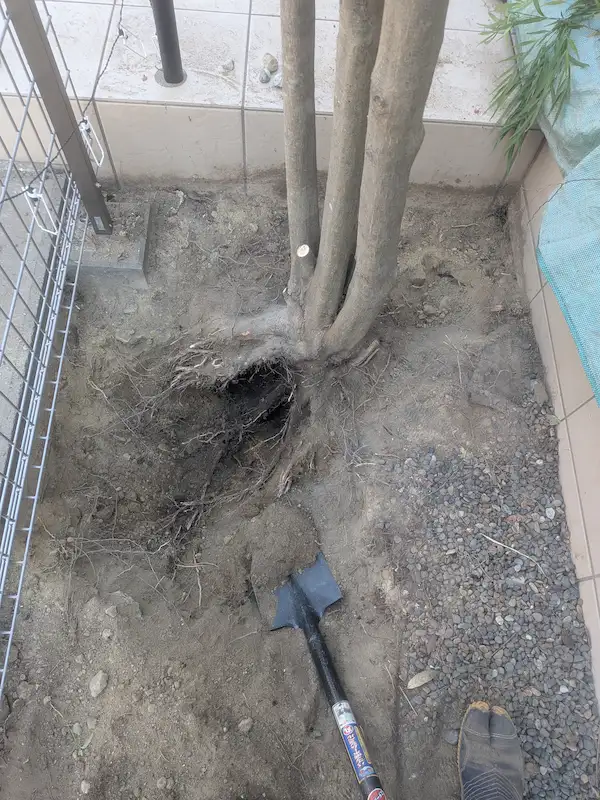 東京都稲城市若葉台の抜根現場。モミジの周りをスコップで掘り始めている