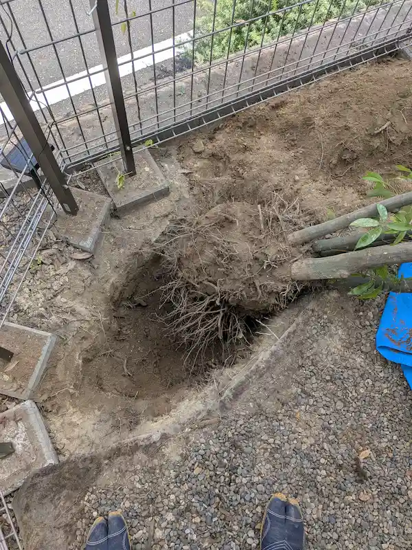 稲城市若葉台での作業。庭のシラカシ（白樫）を1本きれいに抜根した様子