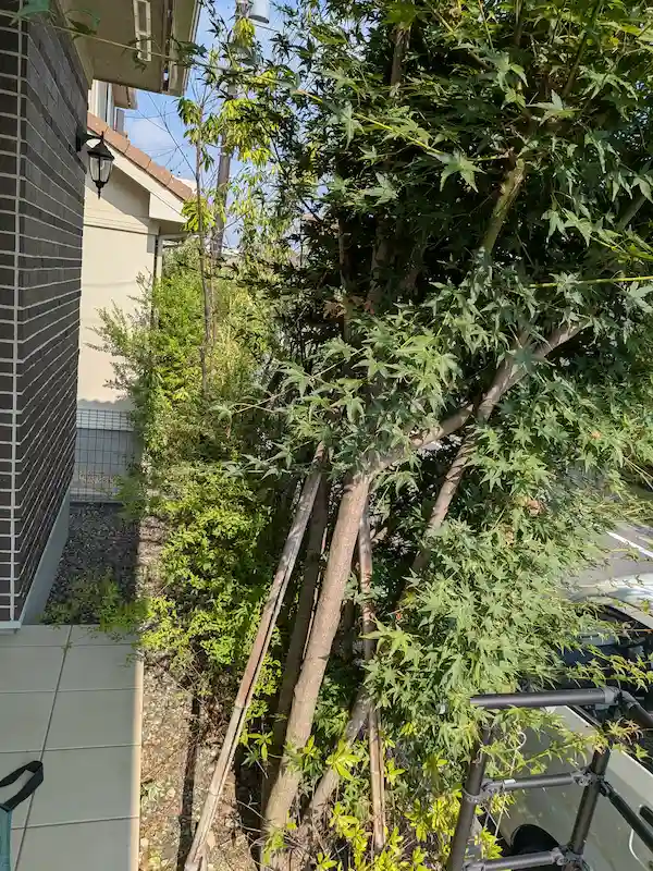 東京都稲城市若葉台での庭木の抜根作業前の様子