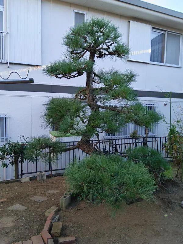 稲城市平尾でのマツの剪定後の仕上がり