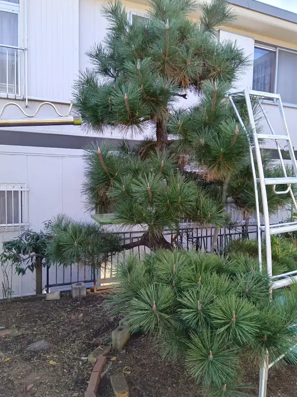 稲城市平尾でのマツの剪定前の様子