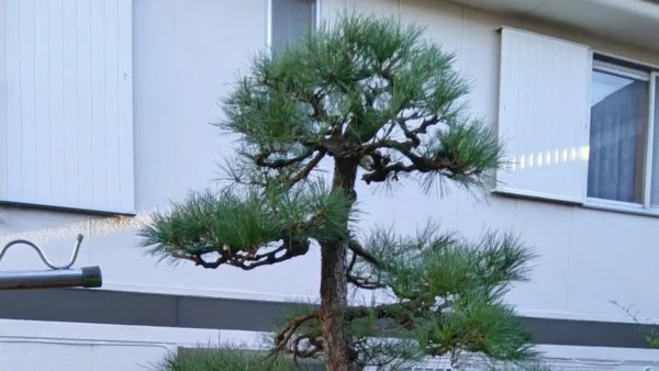 稲城市平尾のクロマツ剪定事例｜植木屋引退でお困りの方へ【植木屋涼風】