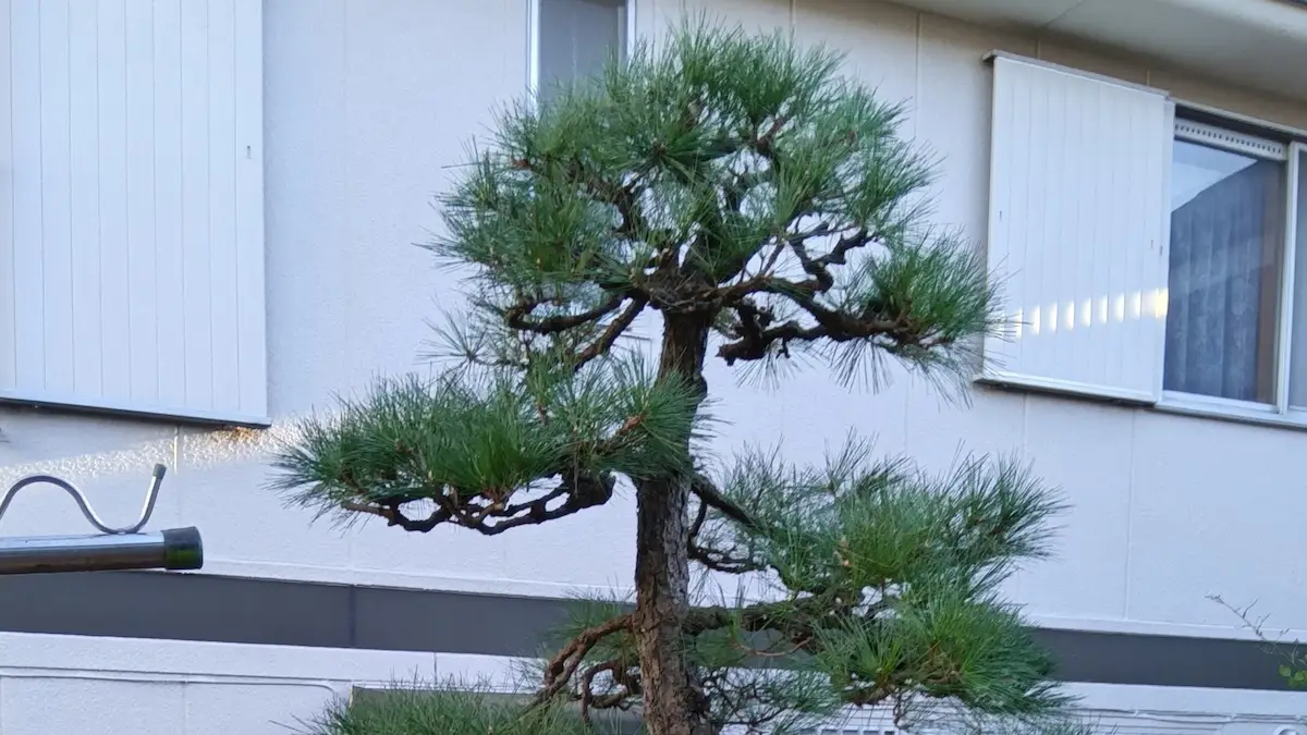 稲城市平尾でのお手入れが行き届いたマツの剪定後の仕上がり