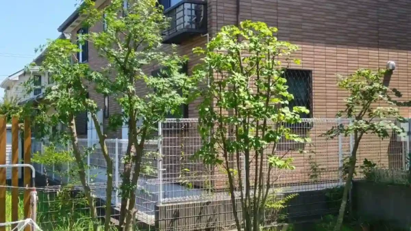 稲城市若葉台のモミジ・トキワヤマボウシ剪定事例|柔らかな枝ぶりへ仕立て直し【植木屋涼風】