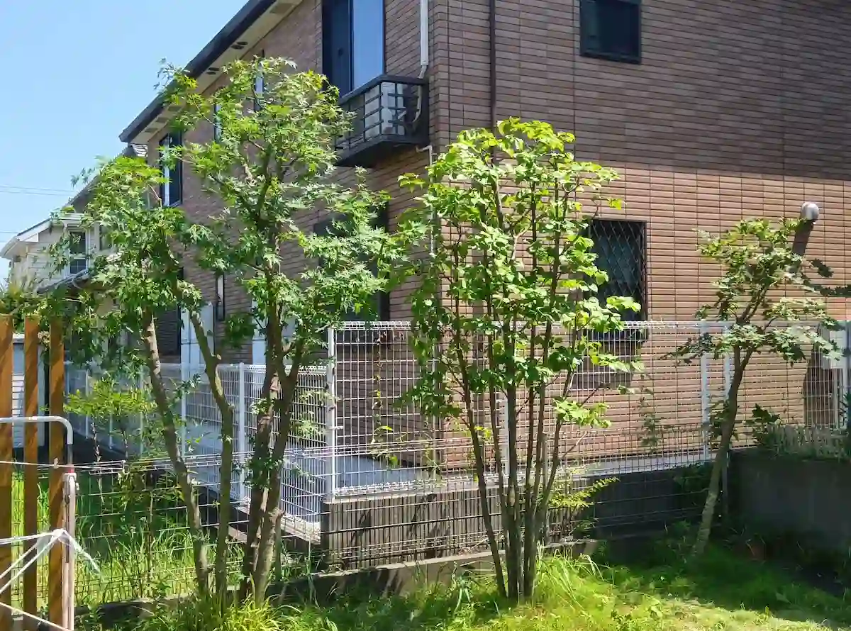 稲城市若葉台でモミジとトキワヤマボウシを剪定。透かし剪定で光を取り入れ、お庭を明るく仕上げた様子