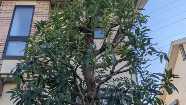 川崎市多摩区登戸のユズリハ剪定事例｜自然な樹形でスッキリ再生【植木屋涼風】