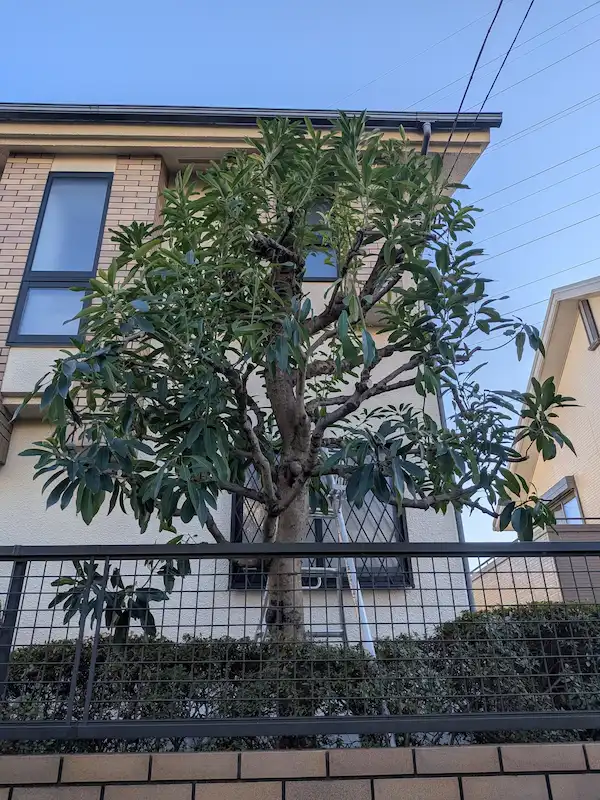 川崎市多摩区登戸でのユズリハの剪定後の仕上がり