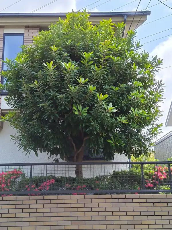 川崎市多摩区登戸でのユズリハの剪定前の様子